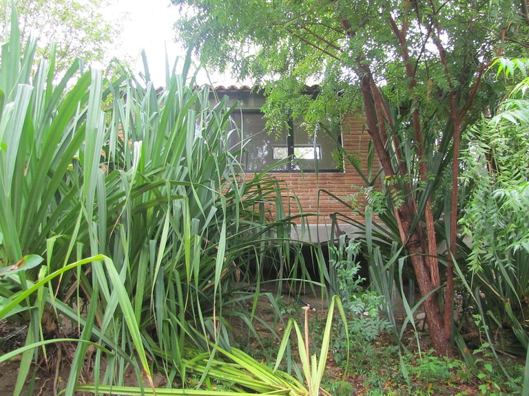 Bungalow Bamboo