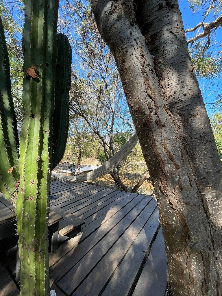 Bungalow Cactus
